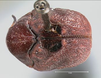 Media type: image; Entomology 9360   Aspect: habitus dorsal view